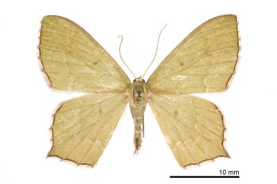 紅臉尖尾尺蛾 Maxates rufolimbata 雌蟲