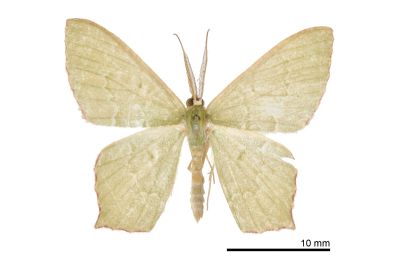 紅臉尖尾尺蛾 Maxates rufolimbata 雄蟲