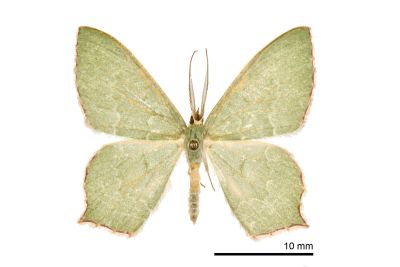 紅臉尖尾尺蛾 Maxates rufolimbata 雄蟲