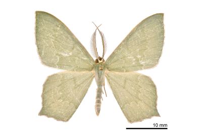 齒紋尖尾尺蛾 Maxates sinuolata 雄蟲