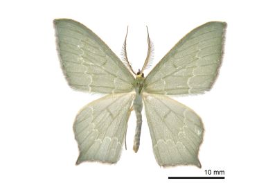 齒紋尖尾尺蛾 Maxates sinuolata 雄蟲