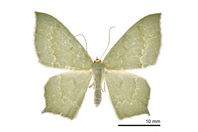 齒紋尖尾尺蛾 Maxates sinuolata 雌蟲