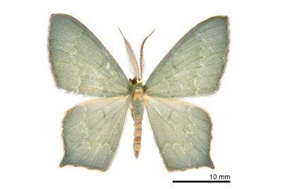 齒紋尖尾尺蛾 Maxates sinuolata 雄蟲