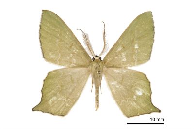 突緣尖尾尺蛾 Maxates versicauda versicauda 雄蟲