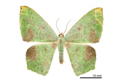 銀底新青尺蛾 Neohipparchus hypoleuca 雌蟲
