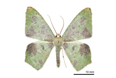 銀底新青尺蛾 Neohipparchus hypoleuca 雄蟲