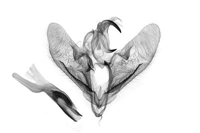 麗斑翠尺蛾 Orothalassodes pervulgatus 雄蟲
