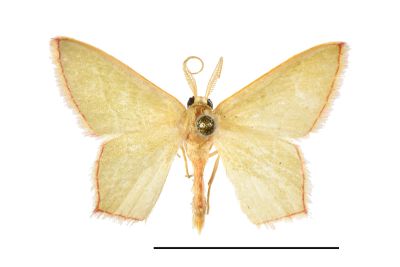 紅緣小青尺蛾 Pamphlebia rubrolimbraria 雄蟲