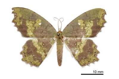 臺灣副鋸翅青尺蛾 Paramaxates taiwana 雌蟲