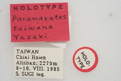 臺灣副鋸翅青尺蛾 Paramaxates taiwana