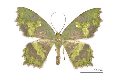 臺灣副鋸翅青尺蛾 Paramaxates taiwana 雄蟲