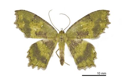 漫副鋸翅青尺蛾 Paramaxates vagata 雌蟲