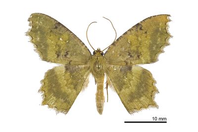 漫副鋸翅青尺蛾 Paramaxates vagata 雄蟲