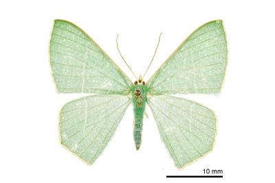 海綠尺蛾 Pelagodes antiquadraria 雌蟲