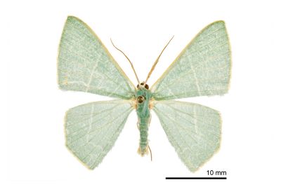 海綠尺蛾 Pelagodes antiquadraria 雄蟲