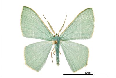 海綠尺蛾 Pelagodes antiquadraria 雄蟲