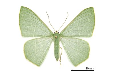 亞海綠尺蛾 Pelagodes subquadraria 雌蟲
