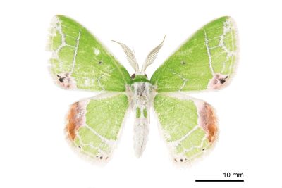 泉絲尺蛾 Protuliocnemis castalaria 雄蟲