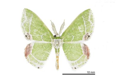 泉絲尺蛾 Protuliocnemis castalaria 雄蟲