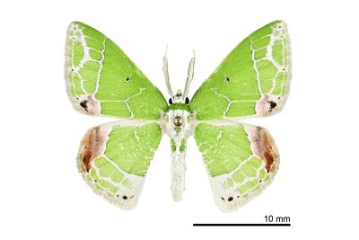 泉絲尺蛾 Protuliocnemis castalaria castalaria 雄蟲