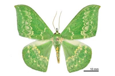 單點鐮翅青尺蛾 Tanaorhinus formosana 雌蟲