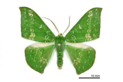 白月鐮翅青尺蛾 Tanaorhinus kina flavinfra 雄蟲