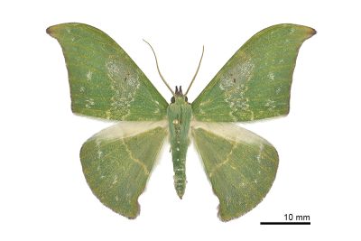 雙點鐮翅青尺蛾 Tanaorhinus viridiluteata 雄蟲
