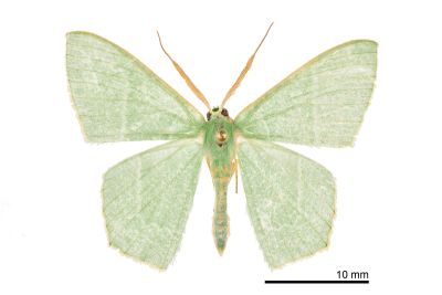 渺樟翠尺蛾 Thalassodes immissaria 雄蟲
