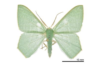 渺樟翠尺蛾 Thalassodes immissaria 雄蟲