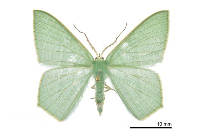 翡樟翠尺蛾 Thalassodes intaminata 雄蟲