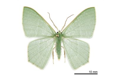 翡樟翠尺蛾 Thalassodes intaminata 雄蟲
