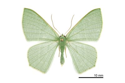翡樟翠尺蛾 Thalassodes intaminata 雌蟲