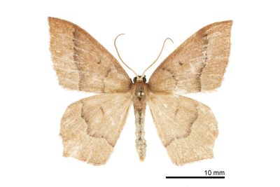 Thalera sp. nov. 1 雄蟲