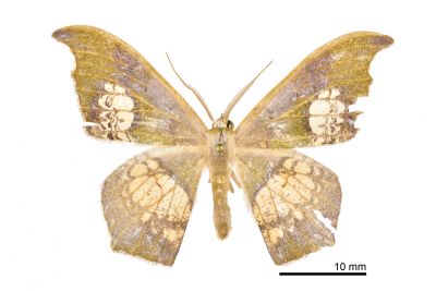 小缺口鐮翅青尺蛾 Timandromorpha enervata 雄蟲