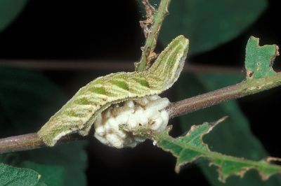 基黃粉尺蛾 Pingasa ruginaria pacifica