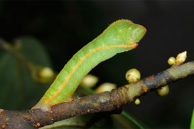 裏黃峰尺蛾 Dindica polyphaenaria