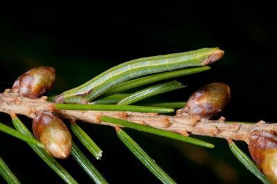 雲杉無繮青尺蛾 Hemistola piceacola
