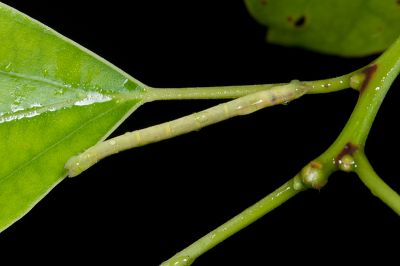 翡樟翠尺蛾 Thalassodes intaminata