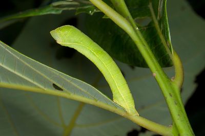 裏黃峰尺蛾 Dindica polyphaenaria