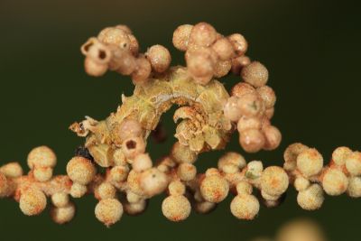 泉絲尺蛾 Protuliocnemis castalaria