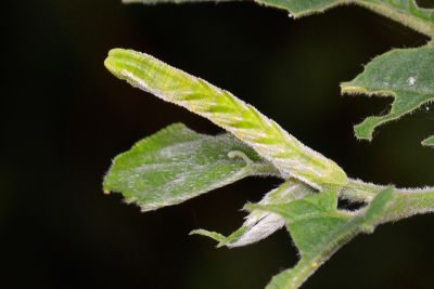 基黃粉尺蛾 Pingasa ruginaria pacifica