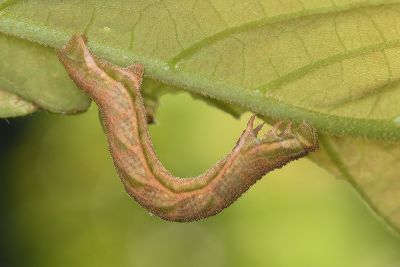 基黃粉尺蛾 Pingasa ruginaria pacifica