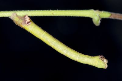 Y紋豔青尺蛾 Agathia laetata