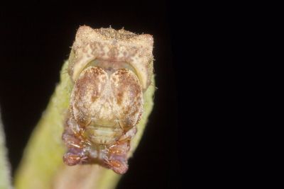 Y紋豔青尺蛾 Agathia laetata