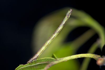 巒大山突尾尺蛾 Jodis rantaizanensis