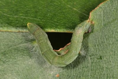 臺灣垂耳尺蛾 Lophophelma taiwana