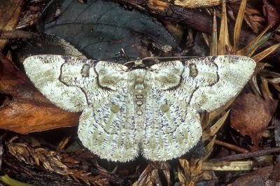 豆紋尺蛾 Metallolophia arenaria 雄蟲