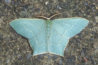 隱紋尖尾尺蛾 Maxates quadripunctata 雄蟲