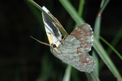 基黃粉尺蛾 Pingasa ruginaria pacifica 雄蟲