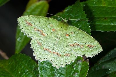 超粉綠尺蛾 Herochroma supraviridaria 雄蟲
